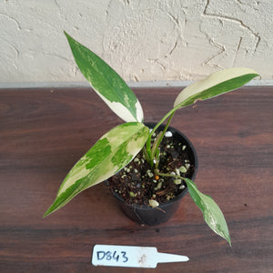 #D843 Variegated Philodendron Domesticum