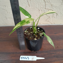 Load image into Gallery viewer, #D843 Variegated Philodendron Domesticum
