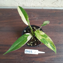 Load image into Gallery viewer, #D843 Variegated Philodendron Domesticum