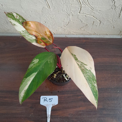 #R5 Philodendron Strawberry Shake