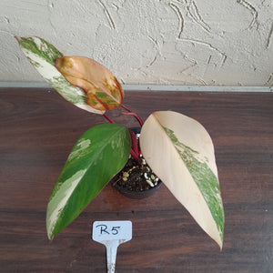 #R5 Philodendron Strawberry Shake