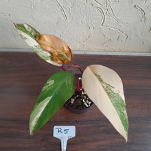 Load image into Gallery viewer, #R5 Philodendron Strawberry Shake