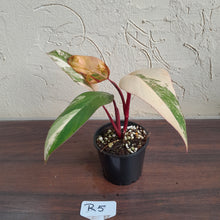 Load image into Gallery viewer, #R5 Philodendron Strawberry Shake