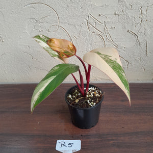 #R5 Philodendron Strawberry Shake