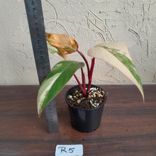 Load image into Gallery viewer, #R5 Philodendron Strawberry Shake