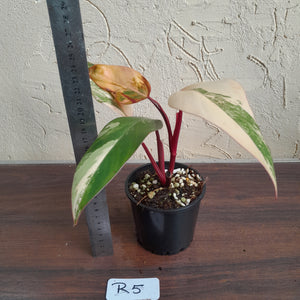 #R5 Philodendron Strawberry Shake