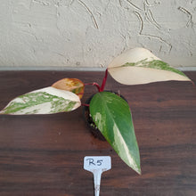 Load image into Gallery viewer, #R5 Philodendron Strawberry Shake