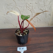 Load image into Gallery viewer, #R5 Philodendron Strawberry Shake