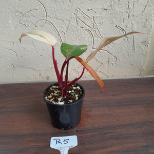 #R5 Philodendron Strawberry Shake
