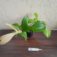 Load image into Gallery viewer, #R69 Philodendron Florida Beauty
