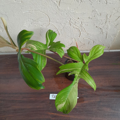 #R69 Philodendron Florida Beauty