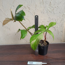 Load image into Gallery viewer, #R69 Philodendron Florida Beauty