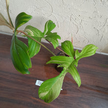 Load image into Gallery viewer, #R69 Philodendron Florida Beauty