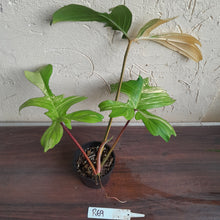 Load image into Gallery viewer, #R69 Philodendron Florida Beauty