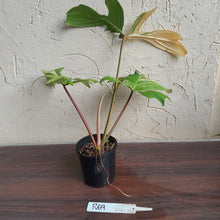Load image into Gallery viewer, #R69 Philodendron Florida Beauty
