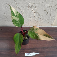 Load image into Gallery viewer, #D824 Philodendron Strawberry Shake