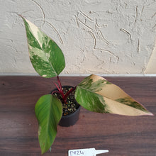 Load image into Gallery viewer, #D824 Philodendron Strawberry Shake