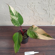Load image into Gallery viewer, #D824 Philodendron Strawberry Shake