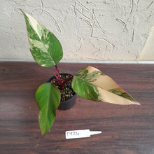 Load image into Gallery viewer, #D824 Philodendron Strawberry Shake