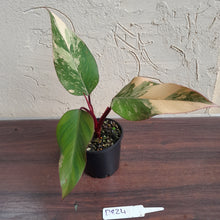 Load image into Gallery viewer, #D824 Philodendron Strawberry Shake