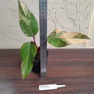 #D824 Philodendron Strawberry Shake