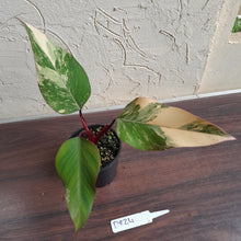Load image into Gallery viewer, #D824 Philodendron Strawberry Shake