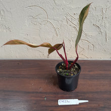 Load image into Gallery viewer, #D824 Philodendron Strawberry Shake