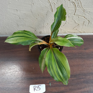 #R5 Variegated Chlorophytum Orchidastrum - Fire Flash