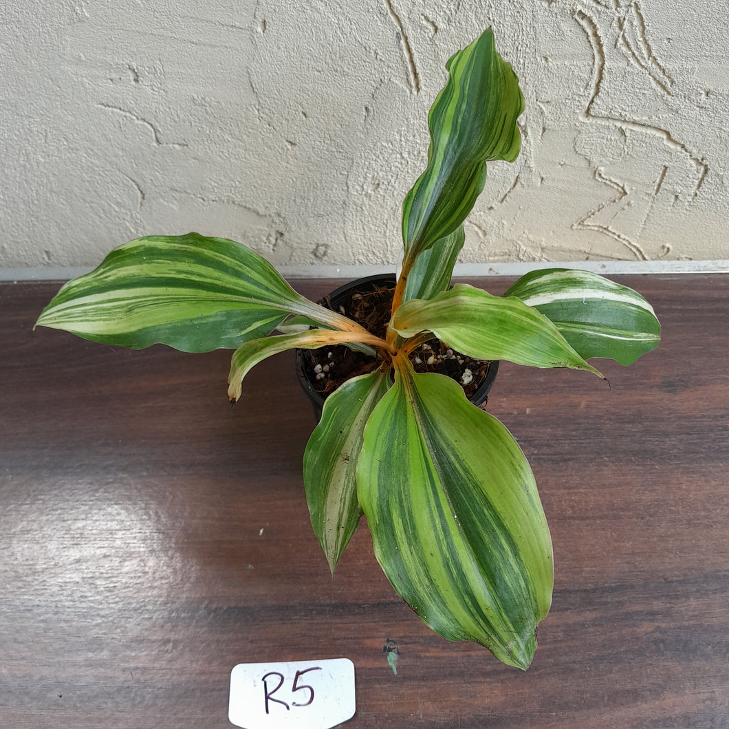 #R5 Variegated Chlorophytum Orchidastrum - Fire Flash