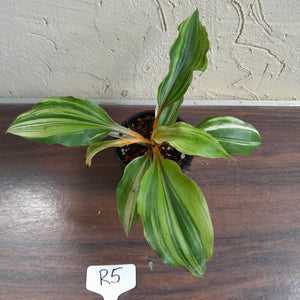 #R5 Variegated Chlorophytum Orchidastrum - Fire Flash