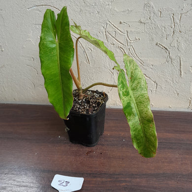 #23 Philodendron Paraiso Verde