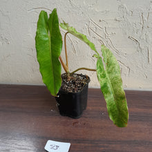 Load image into Gallery viewer, #23 Philodendron Paraiso Verde