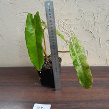 Load image into Gallery viewer, #23 Philodendron Paraiso Verde