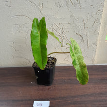 Load image into Gallery viewer, #23 Philodendron Paraiso Verde