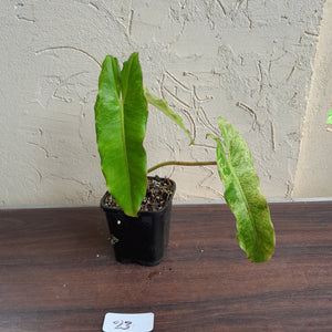 #23 Philodendron Paraiso Verde