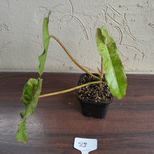 Load image into Gallery viewer, #23 Philodendron Paraiso Verde