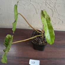 Load image into Gallery viewer, #23 Philodendron Paraiso Verde