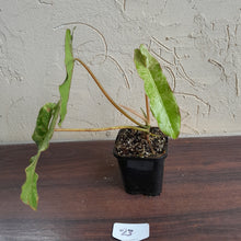 Load image into Gallery viewer, #23 Philodendron Paraiso Verde
