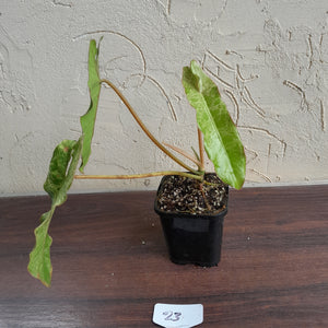 #23 Philodendron Paraiso Verde