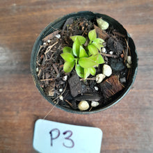 Load image into Gallery viewer, #P3 Miniature Philodendron - Great Terrarium Plant