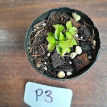 Load image into Gallery viewer, #P3 Miniature Philodendron - Great Terrarium Plant