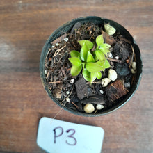 Load image into Gallery viewer, #P3 Miniature Philodendron - Great Terrarium Plant