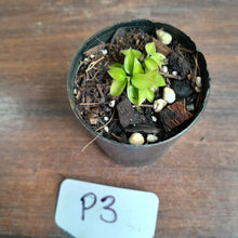 Load image into Gallery viewer, #P3 Miniature Philodendron - Great Terrarium Plant