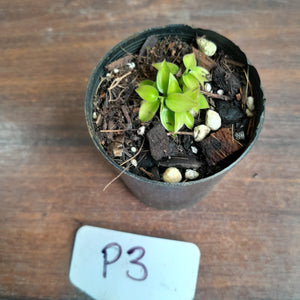 #P3 Miniature Philodendron - Great Terrarium Plant
