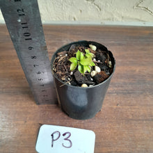 Load image into Gallery viewer, #P3 Miniature Philodendron - Great Terrarium Plant