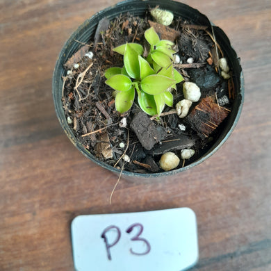 #P3 Miniature Philodendron - Great Terrarium Plant