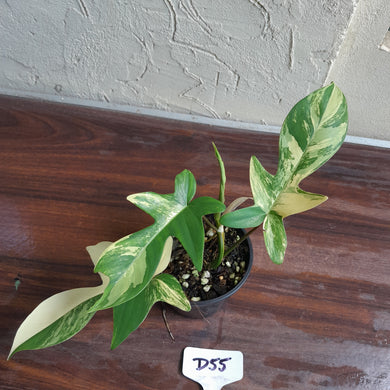 #D55 Philodendron Florida Beauty