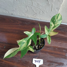 Load image into Gallery viewer, #D55 Philodendron Florida Beauty