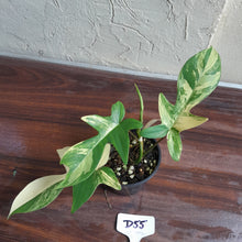 Load image into Gallery viewer, #D55 Philodendron Florida Beauty