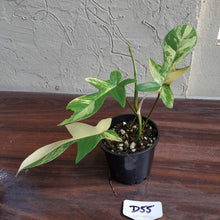 Load image into Gallery viewer, #D55 Philodendron Florida Beauty